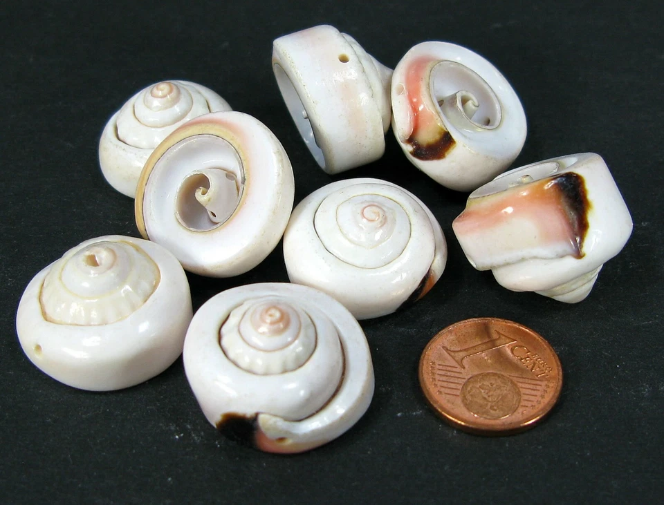 Muscheln 8 Muschel Perlen  Schmuck Porzellanschnecken   - Bild 1 von 1