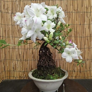 Bonsai di Azalea h 43cm Visita il mio negozio! - Foto 1 di 8