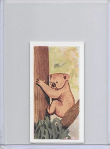 1954 Koala Bear Neilson's Chocolate Interesting Animals Card #18 - Imagen 1 de 2