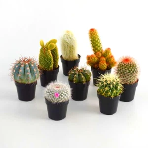 Plastic Mini Cactus Pots Black Succulent Bonsai Flower Seedling Nursery 25 Pcs - Picture 1 of 12