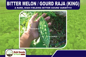 Bitter Melon / Gourd Raja (King) - A Rare, High-Yielding Bitter Gourd Variety!!! - Picture 1 of 8