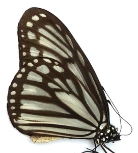 IDEOPSIS HEWITSONI MACHO DE BIAK ISL. - Imagen 1 de 1