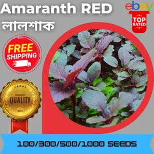 Organic Red Spinach (লালশাক – অর্গানিক) Lal Shak 100/150 Seeds - Picture 1 of 3