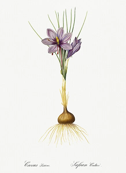 Crocus Sativus - 1805 - Les Liliacees - Pierre Redoute - Illustrationsplakat - Bild 1 von 1