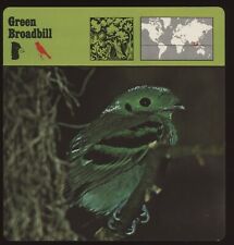 Green Broadbill  Safari Cards Rencontre Birds