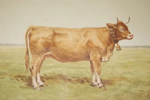 VACHE DE RACE VILLARD DE LANS GRAVURE COULEURS CIRCA 1893 PRINT R3103 - Picture 1 of 1