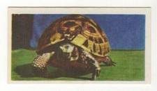 National Pets 1961. #03 Tortoise