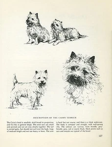 CAIRN TERRIER VINTAGE 1963 PRINT SKETCH PAGE ARTIST BRIDGET OLERENSHAW - Foto 1 di 1