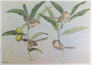 Rex Brasher Bird Print, Black Eared Bushtit on California Laurel, 16x12 in. - Picture 1 of 3