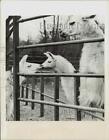 1946 Press Photo A Mother And Baby Llamas At Primley Zoo In London. - Lra27214