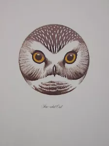 Mini Estampado Artístico de Arthur Singer Sierra-Whet Búho - Imagen 1 de 1