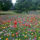 25g WILDFLOWER MEADOW Mix 30 SEEDS Wild Scented Bee Mixed Meadow NO GRASS Uk 
