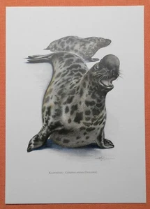 Klappmütze Cystophora cristata Mützenrobbe arktische Robbe Farbdruck 1958 - Bild 1 von 1