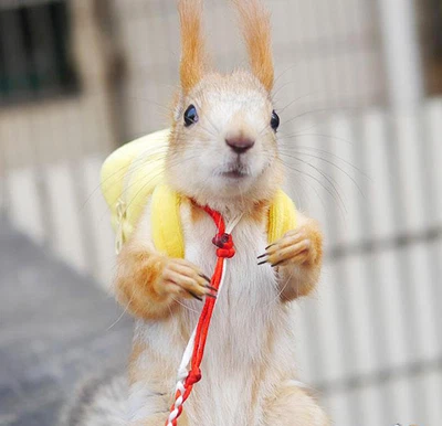 LOVELY HOUSE DESIGN Squirrel Parrot Rat Hamster Ferret Bird Outgoing Packet Bag Schoolbag Travel Toy