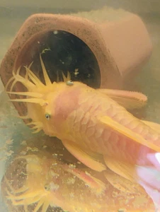 2 Day Shipping blue eye lemon bristlenose pleco 1 Male Only 2.7"- 3"+ - Picture 1 of 7