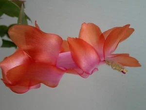 Schlumbergera - Keystone Halo Effect - Picture 1 of 2