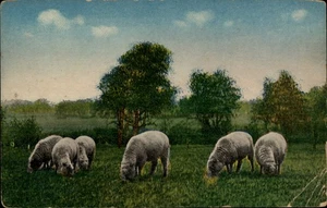 Glenmore,OH Cancel, 1916,Sheep Pasture Scene Van Wert County Ohio Postcard - Picture 1 of 2