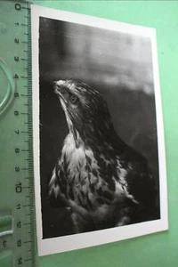 tolles altes Foto - Portrait eines Bussards ?? Raubvogel - Bild 1 von 1