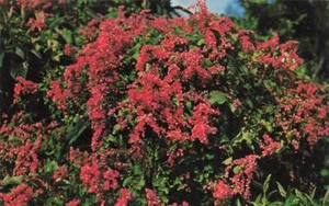 Bermudas Postal Flor Coralita - Imagen 1 de 2