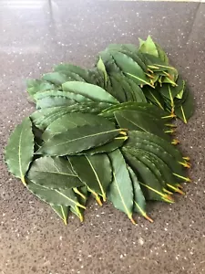 Large Fresh Organic Bay Leaves - Picked to Order - Picture 1 of 3