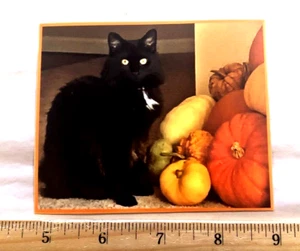 Halloween Black Cat "Pumpkin's Desire" Staring Cat Photo Sticker - Picture 1 of 3