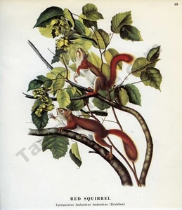 1968 John James & John Woodhouse Audubon RED SQUIRREL Book Page Art (1475) - Picture 1 of 1