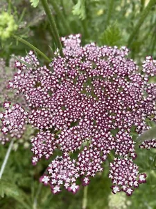 Queen Anne’s Lace Daucus Dara Cottage Garden Purple - 300+ Seeds - Picture 1 of 12