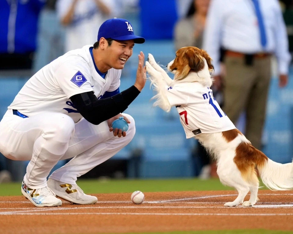 8x10 Photo SHOHEI OHTANI & DECOY Los Angeles Dodgers MVP Dog Dutch Kooikerhondje - Image 1 of 1