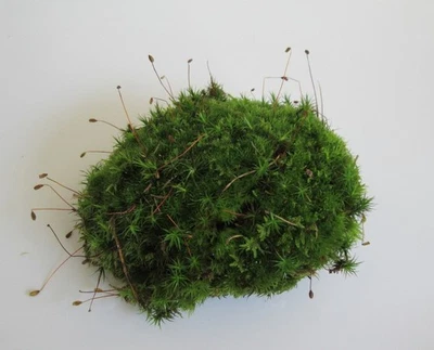 FLORARI 500g Bollenmoos - Polstermoos Kugelmoos ECHT Flaschengarten Terrarium Dekoration