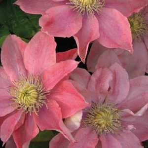 Clematis Little Mermaid 1L - Zarte rosa-lachsfarbene Blüten - Bild 1 von 10
