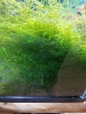 **PREMIUM** Java Moss  Aquarium Live Aquatic Plant BUY 2 GET 1 FREE! • 4.49$