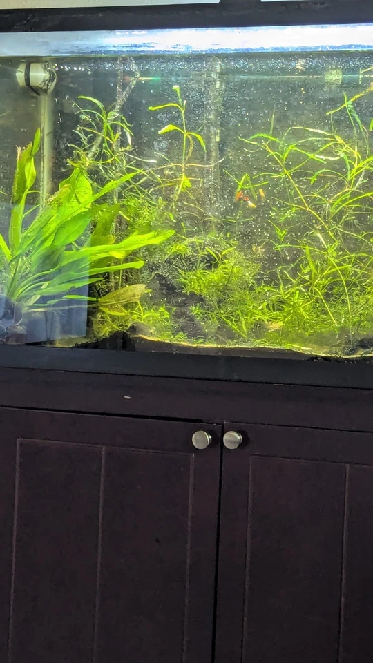 Pecera de 30 galones y soporte recogida de acuario de $100 galones sin entrega. Foto 1 de 1