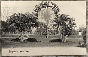 Singapore Palm Trees Wilson & Co. Staits Settlements Sepia Tone DB Postcard B612 - Picture 1 of 3
