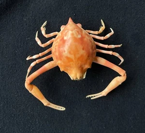 CRABS/Deep sea crab species preserved dried crabs - Picture 1 of 2