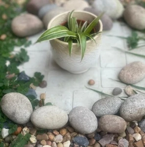 Charming & Air-Purifying spider plant with vase: Easy-Care, Fast-Growing Beauty - Picture 1 of 2