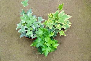 3 English Ivy Trailing Plants Combo in 4” Pot - Picture 1 of 11