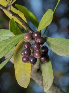 Pimiento chileno - Schinus polygama - 5+ semillas - semillas - semillas - F 226 - Imagen 1 de 1