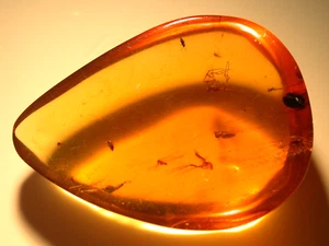 9 Cretaceous Insects in Burmese Burmite Amber Fossil from Dinosaur Age - Picture 1 of 13