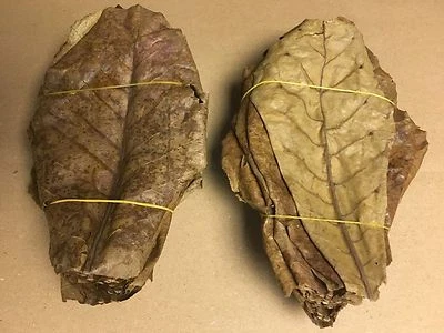 1 Kg Seemandelbaumblätter ~20cm (über 500 Stück) Catappa Leaves in TOP Qualität - Bild 1 von 2