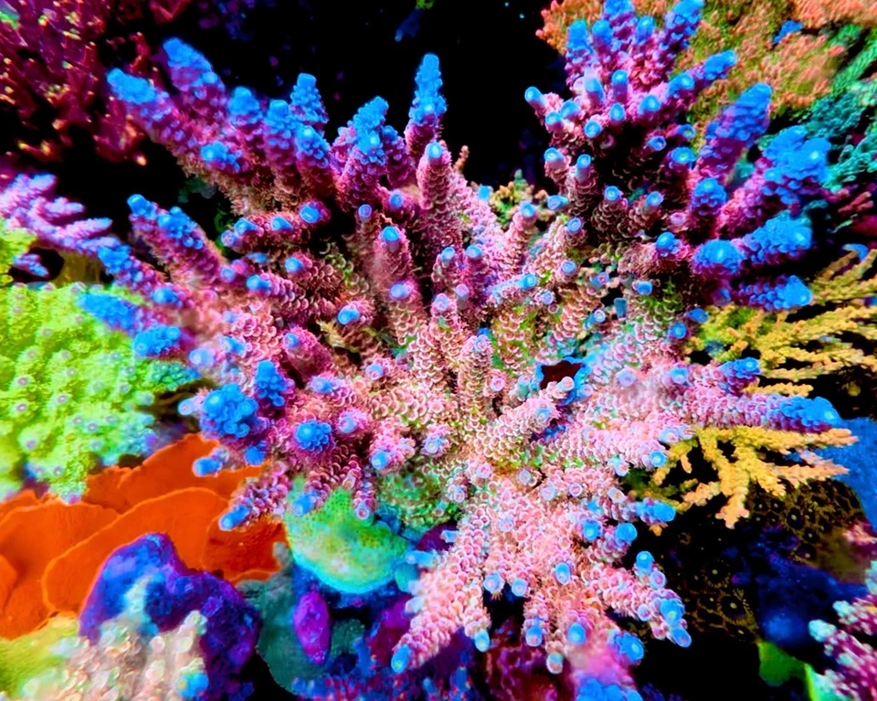 TGC Cherry Bomb - Fragmento de coral vivo PLC/Acropora Foto 1 de 1