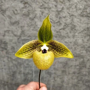 Paphiopedilum malipoense Blühend - Bild 1 von 3