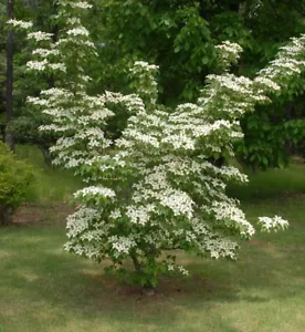 Kousa Chinese Dogwood Tree ( Cornus ) - Live Plant - ( 2.5 QT ) - Picture 1 of 7