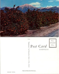 Orange Grove California Postcard Citrus Orchard View Vintage Collectible - Imagen 1 de 1