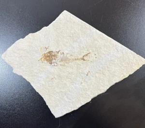 Fósil de pez de losa de formación de río verde Kemmerer Wyoming aproximadamente 6"x6" - Imagen 1 de 6