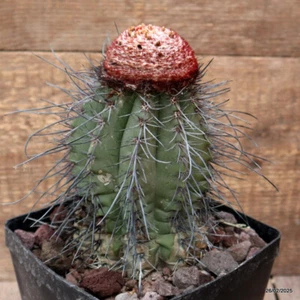 D3356 MELOCACTUS LONGISPINUS Topf14-H17-B11 cm MaMa Kaktus - Bild 1 von 4