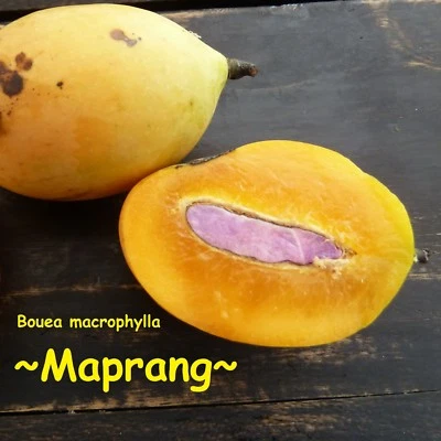 ~MAPRANG~ Bouea Macrophylla MANGO Fruit Tree MARIAN PLUM Live 3-4+ft Plant - Image 1 of 4