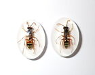 Insect Cabochon Red Wasp Specimen Oval 18x25 mm on white 2 pieces Lot