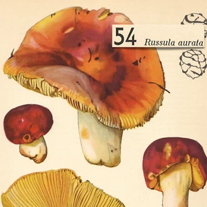 Hongo dorado Brittlegill Russula impresión litográfica de colección Otto Uzak 1951 - Imagen 1 de 2
