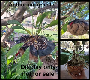 Anthurium gracile, Red Pearls, red hanging seeds, shade hangers, attach to trees - Picture 1 of 9