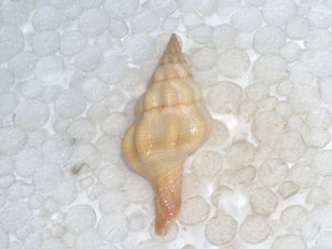 FUSOLATIRUS PEARSONI SPECIAL GOLD - Imagen 1 de 2